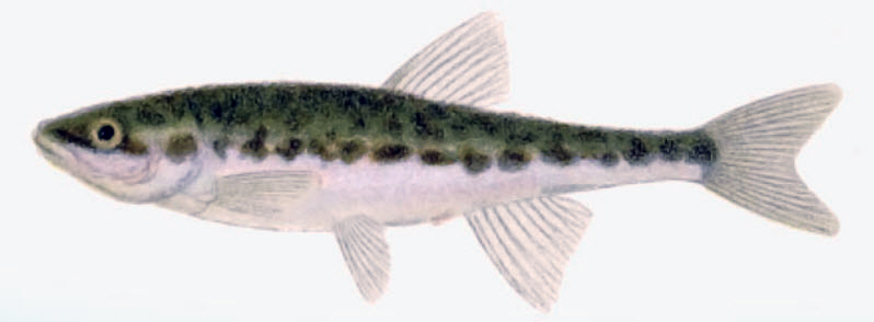 Phoxinus phoxinus_04.jpg